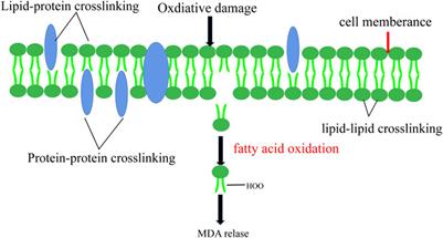 Role of Oxidative Stress in Varicocele